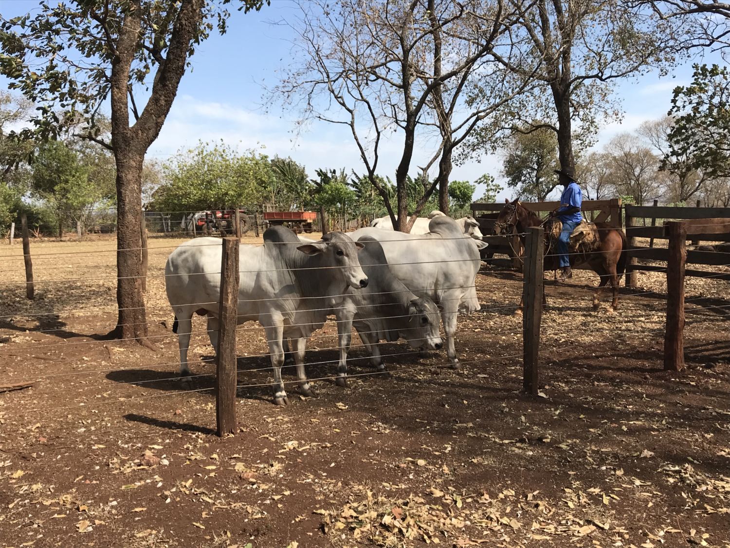 dia-de-campo-j-machado-terenos