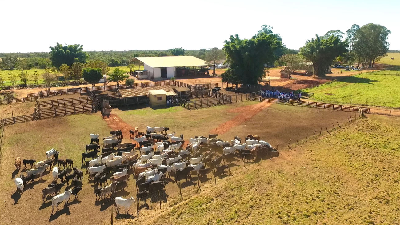 dia de campo sagra brangus