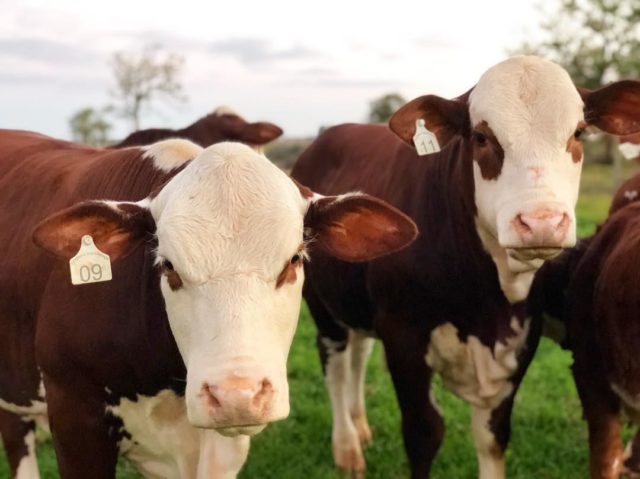femeas hereford femeas hereford