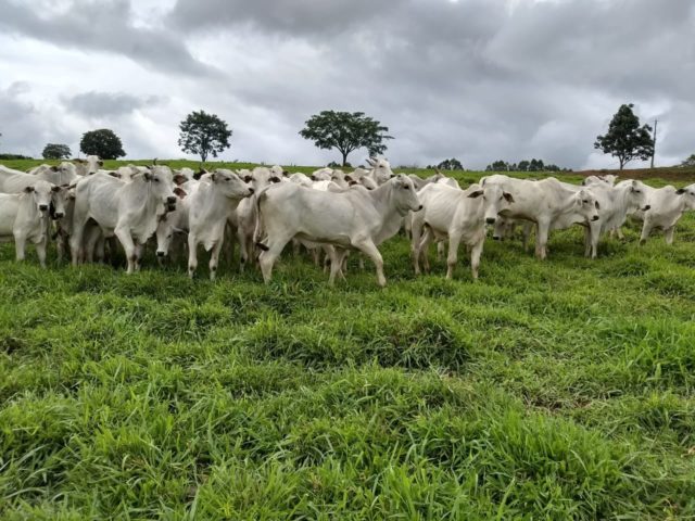 fernando-pecuaria-para-todos fernando-pecuaria-para-todos