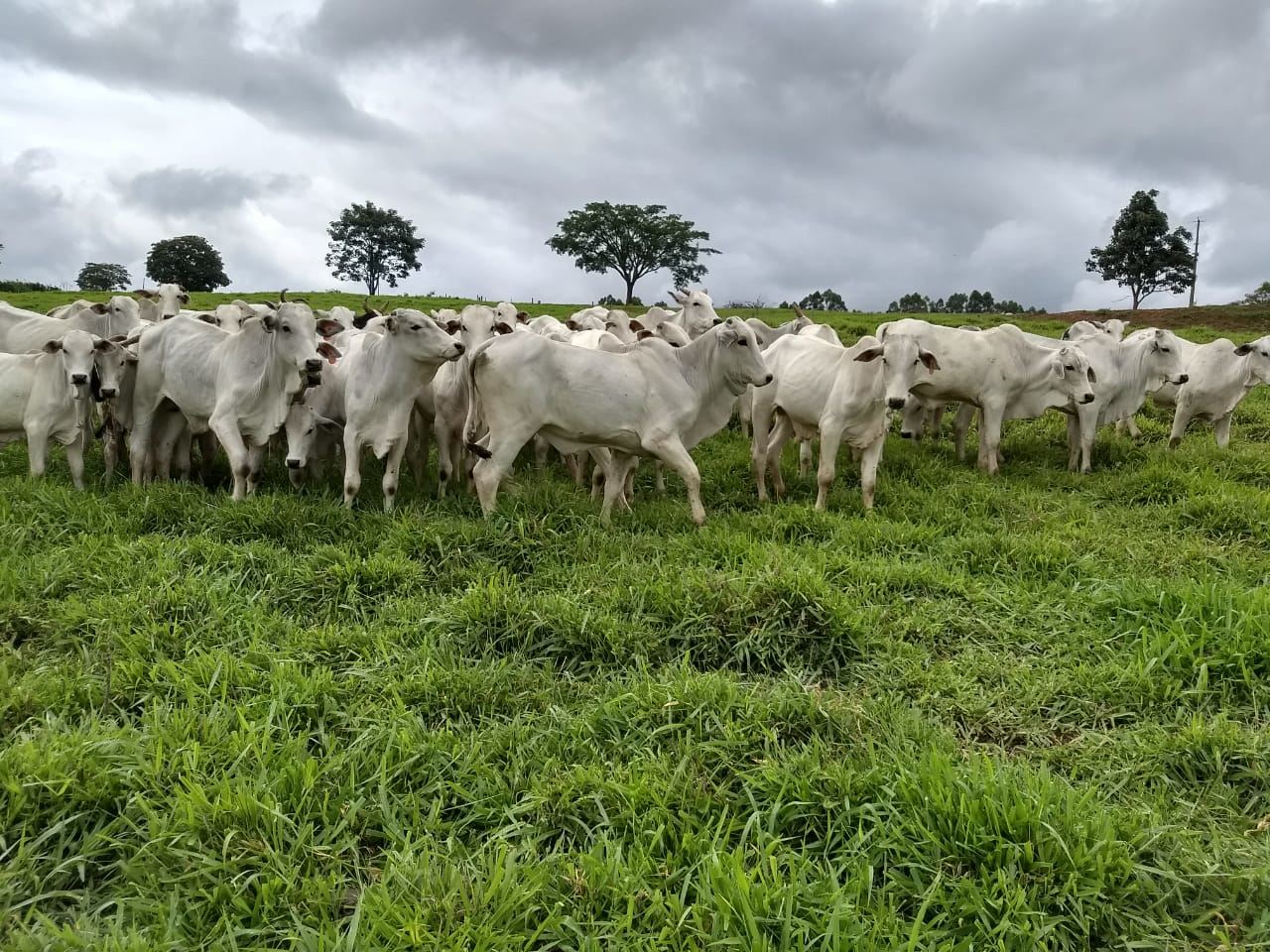 fernando-pecuaria-para-todos