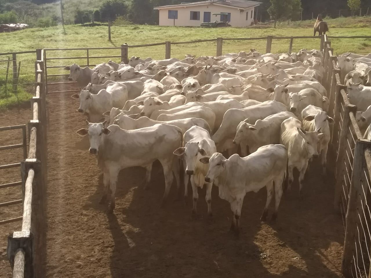 fernando-pecuaria-para-todos