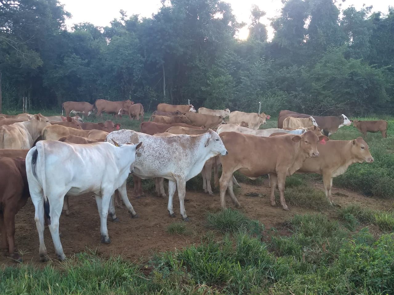 fernando-pecuaria-para-todos