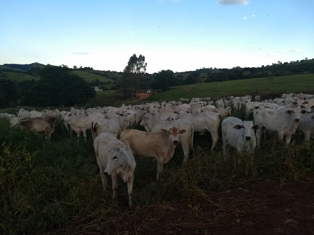 fernando-pecuaria-para-todos