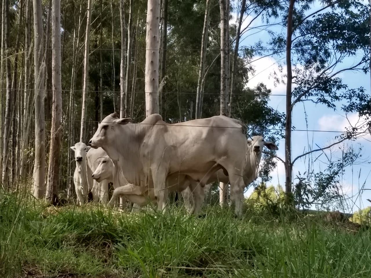 fernando-pecuaria-para-todos