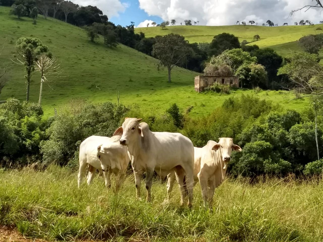 fernando-pecuaria-para-todos