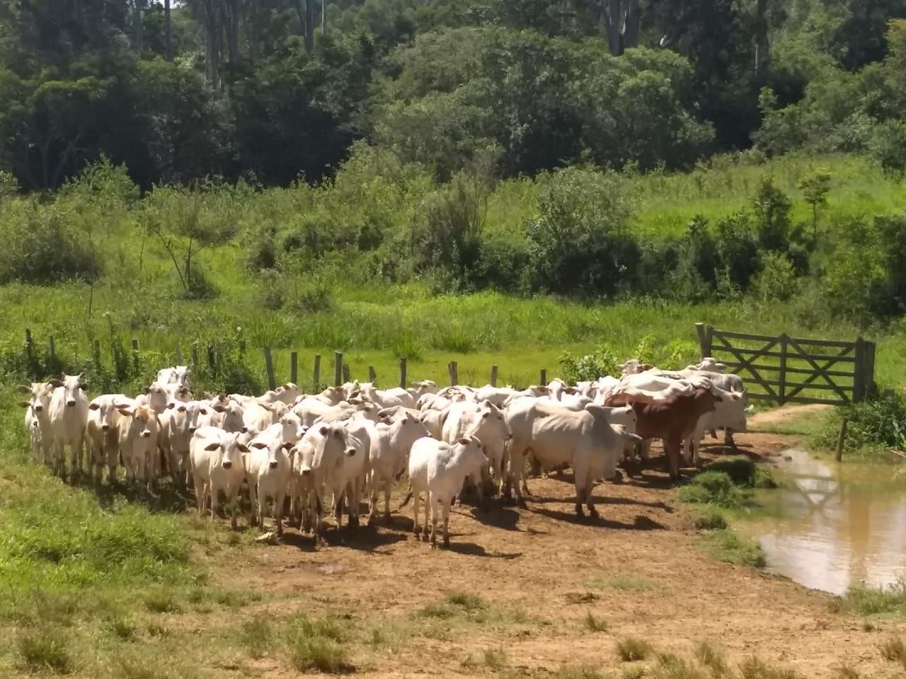 fernando-pecuaria-para-todos