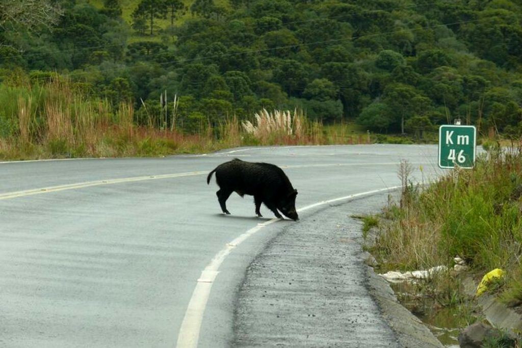 javali na estrada