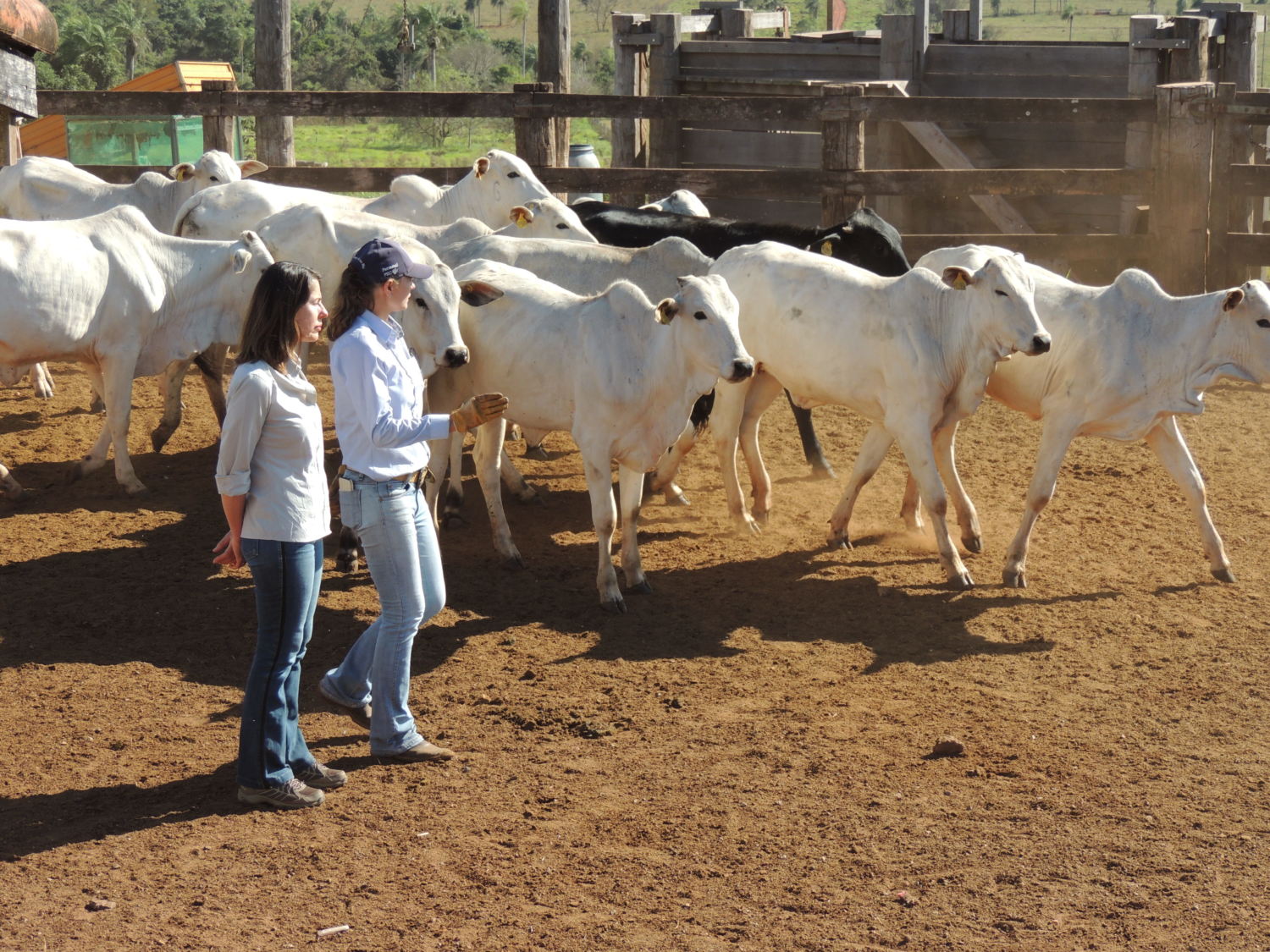 manejo-nada-nas-maos-cabeceira-do-prat