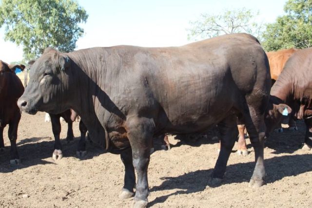 novilho angus x senepol na australia novilho angus x senepol na australia