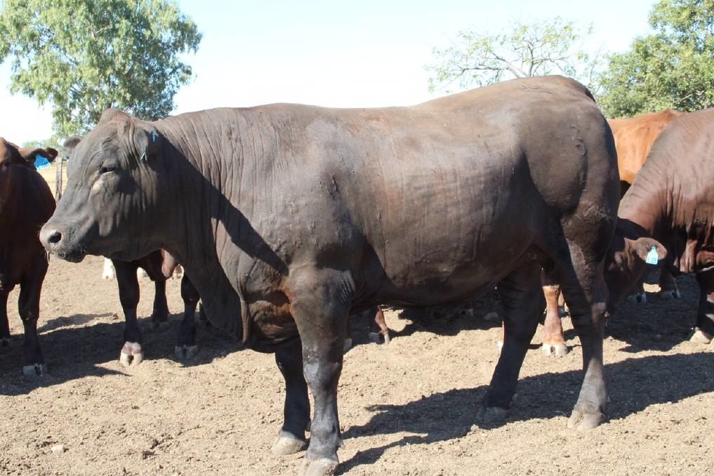 novilho angus x senepol na australia