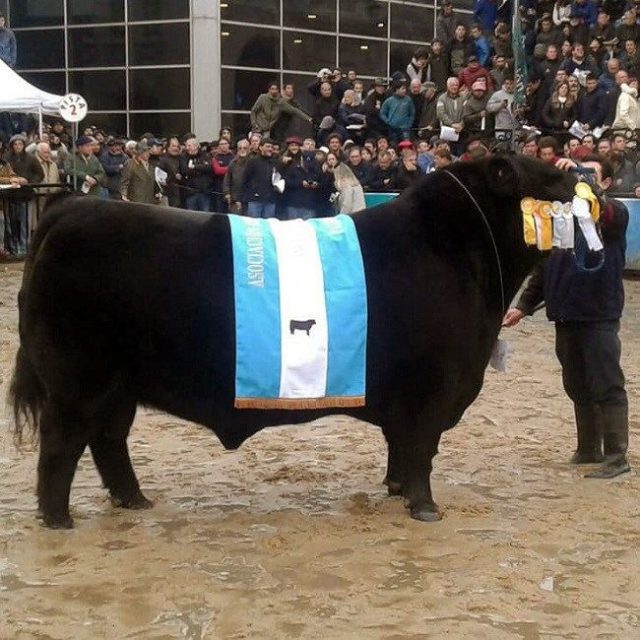 palermo_angus-1-1