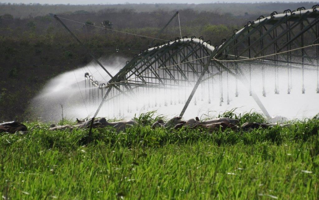 pecuaria com irrigação