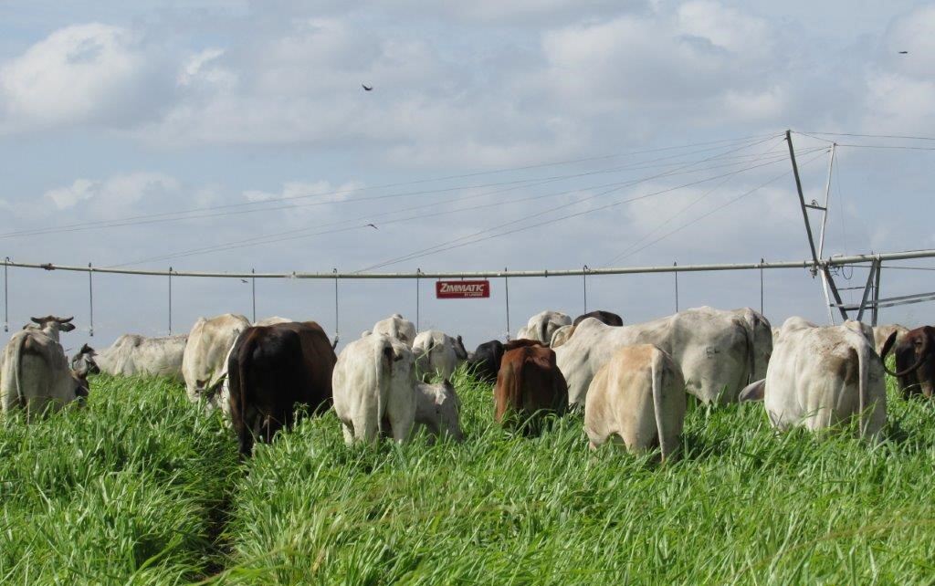 pecuaria com irrigação