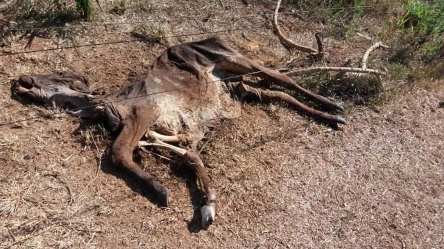 seca-castiga-pastagens-e-causa-morte-de-animais-em-rondonia