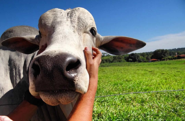 selfie com o nelore bem-estar animal selfie com o nelore bem-estar animal