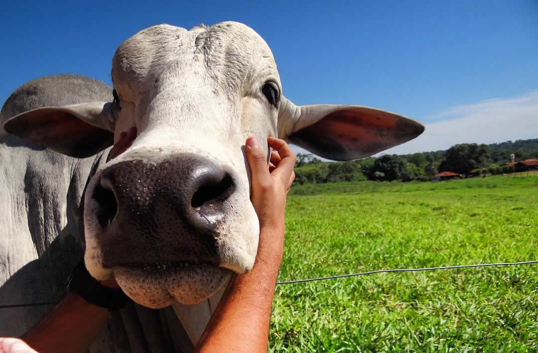 selfie com o nelore bem-estar animal