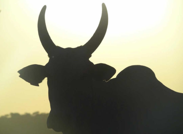 silhueta de vaca nelore no sol silhueta de vaca nelore no sol