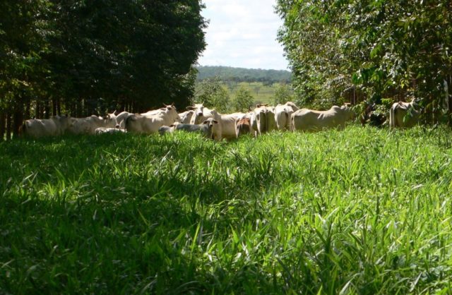 sistema ilpf com gado nelore sistema ilpf com gado nelore