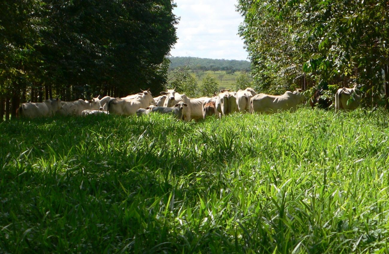 sistema ilpf com gado nelore