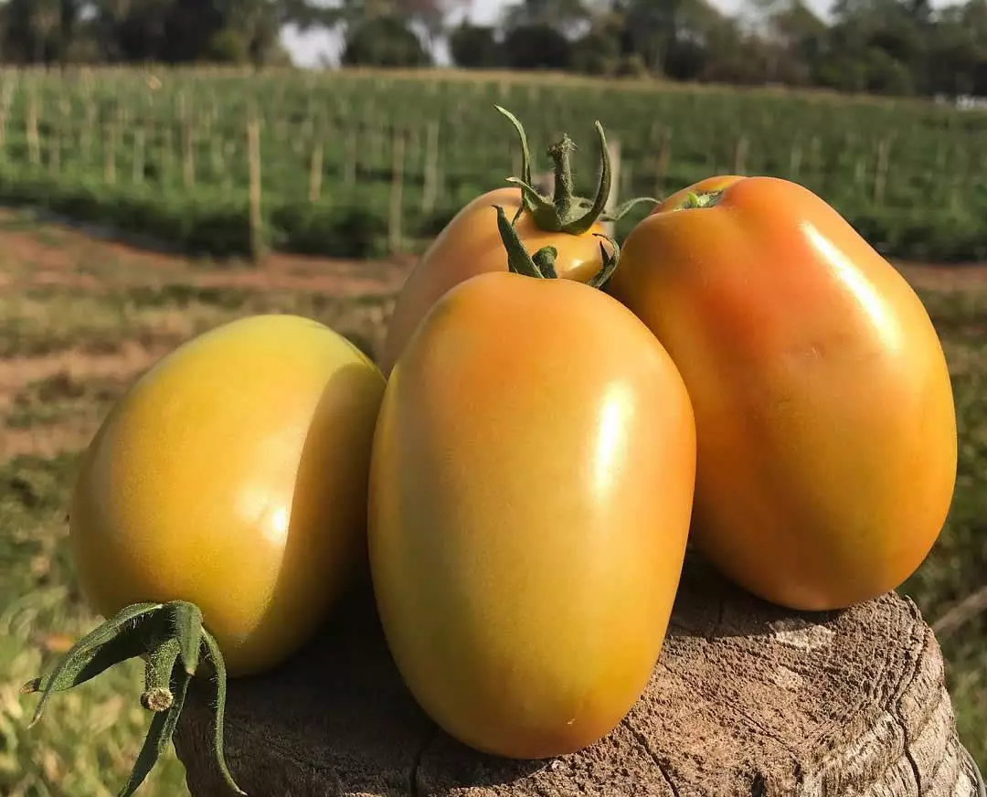 tomates colhidos - Tomate saladete ganha força no campo brasileiro com foco em qualidade e resistência