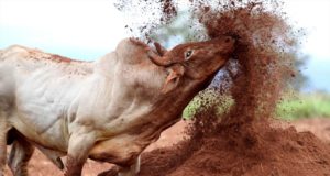 touro de rodeio agressivo