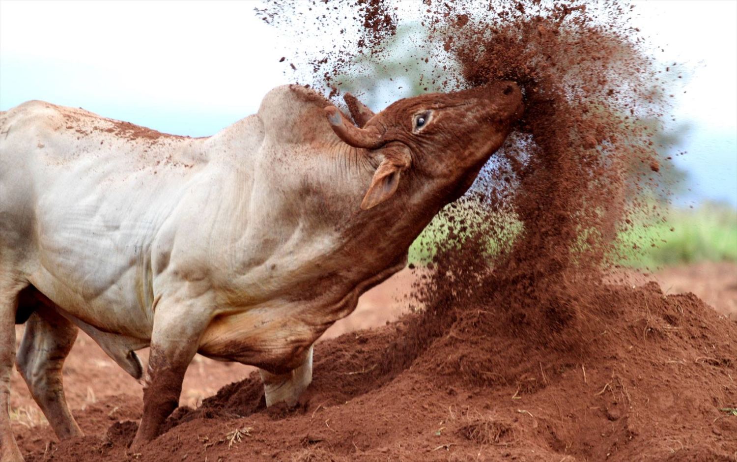 Lama, perigo e lesões: a corrida de touros que se tornou uma atração  turística internacional - Fotos - R7 Hora 7