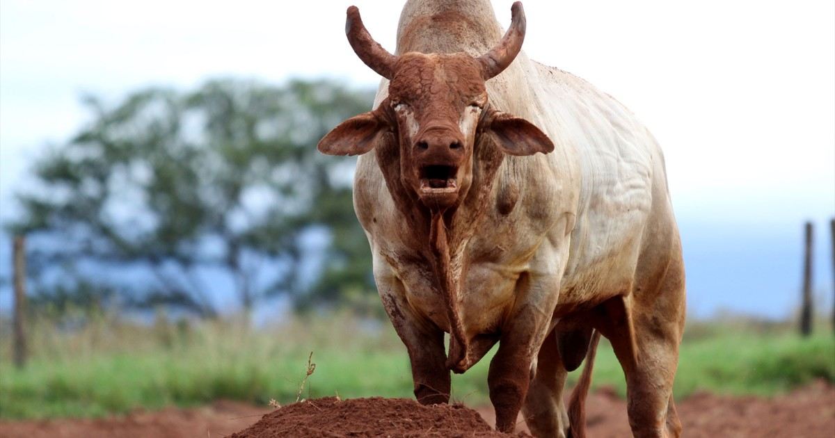 touro de rodeio agressivo 3