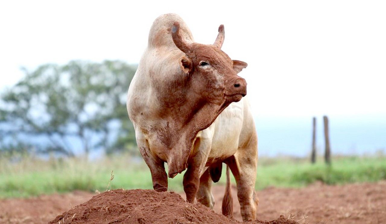 touro de rodeio agressivo