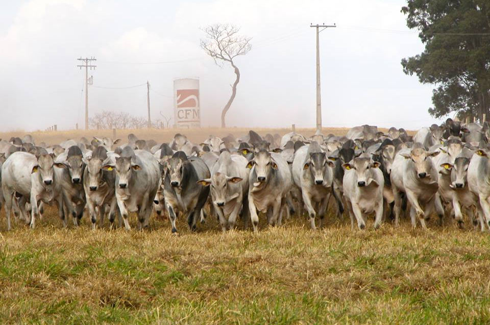 agro cfm maior vendedora de touros