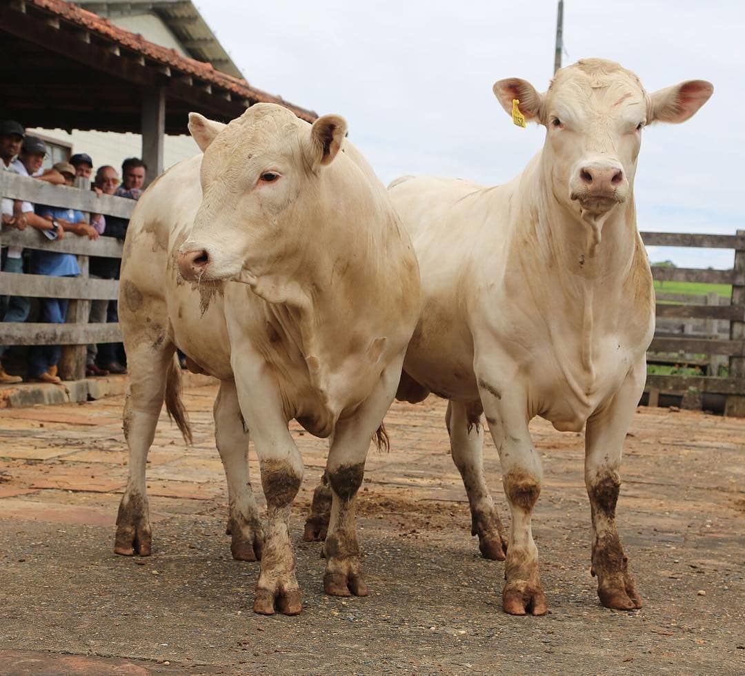 tourinhos jovens da raca canchim