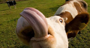 vaca com a lingua de fora