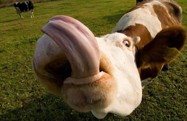 vaca com a lingua de fora vaca com a lingua de fora
