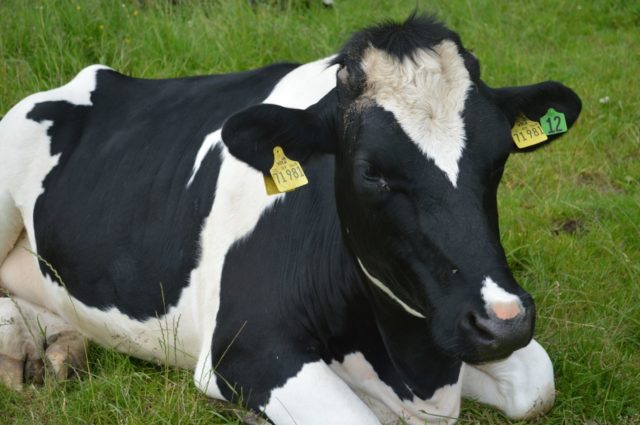 vaca holandesa deitada com brincos vaca holandesa deitada com brincos
