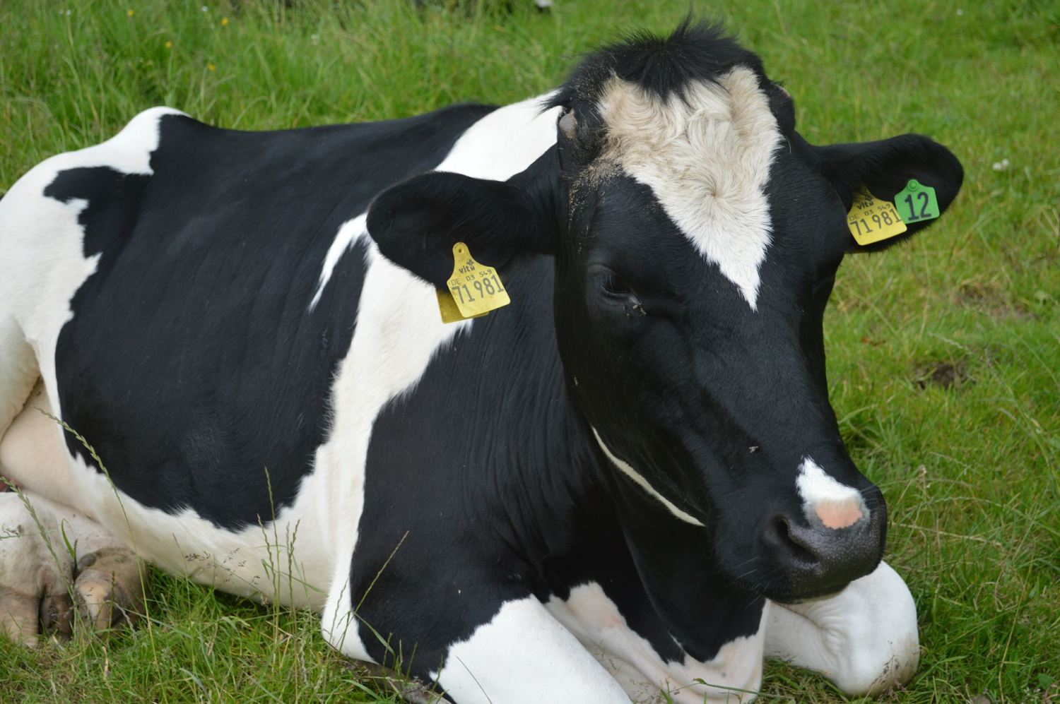 vaca holandesa deitada com brincos