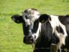 vaca leiteira assustada olhando por cimada cerca de area farpado