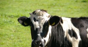 vaca leiteira assustada olhando por cimada cerca de area farpado