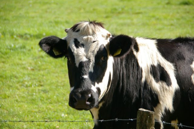 vaca leiteira assustada olhando por cimada cerca de area farpado vaca leiteira assustada olhando por cimada cerca de area farpado