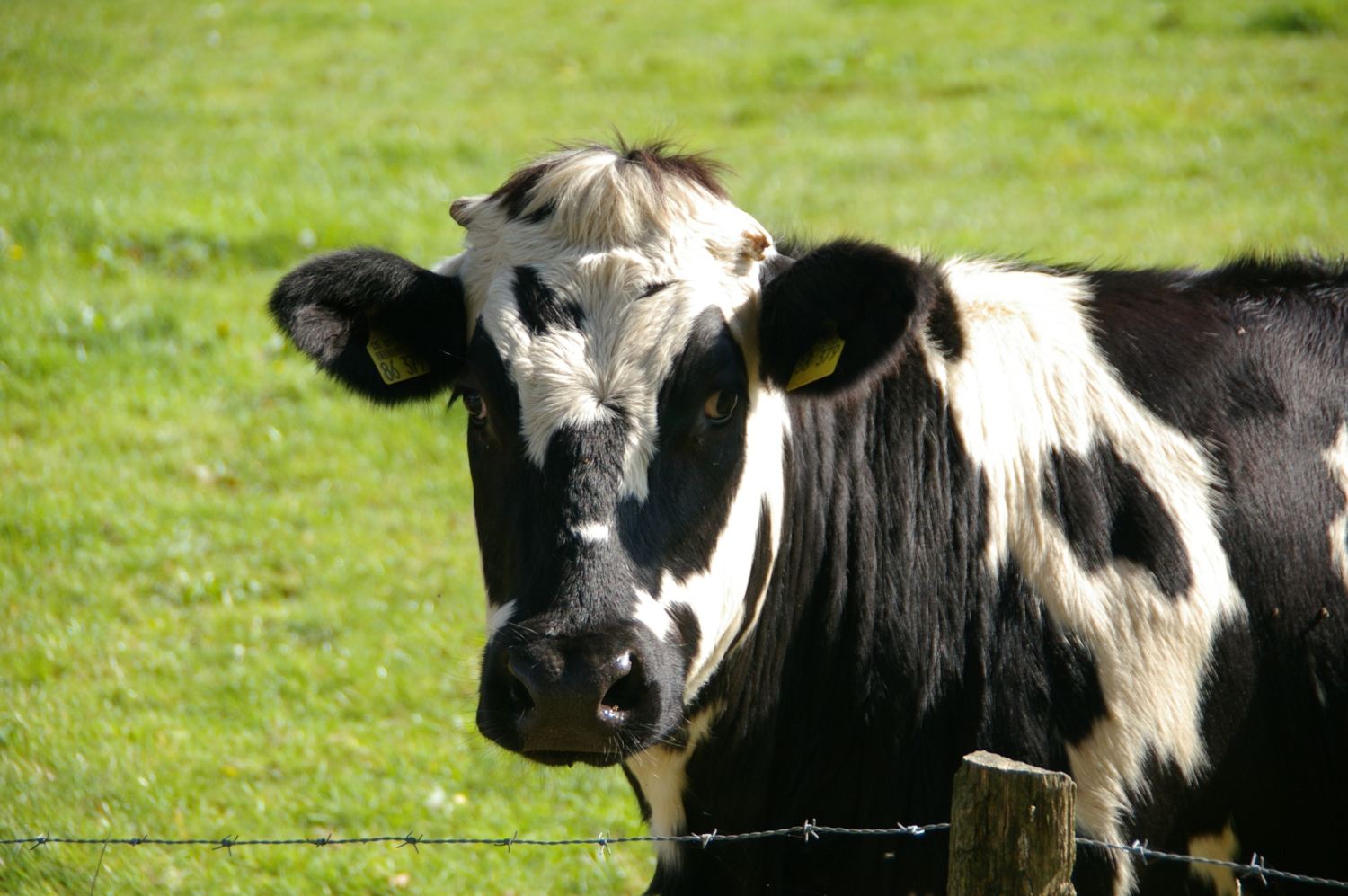 vaca leiteira assustada olhando por cimada cerca de area farpado