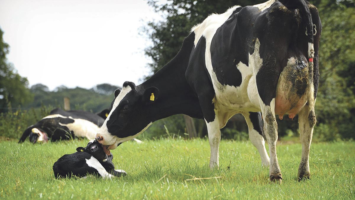 vaca leiteira parida lambendo bezerro