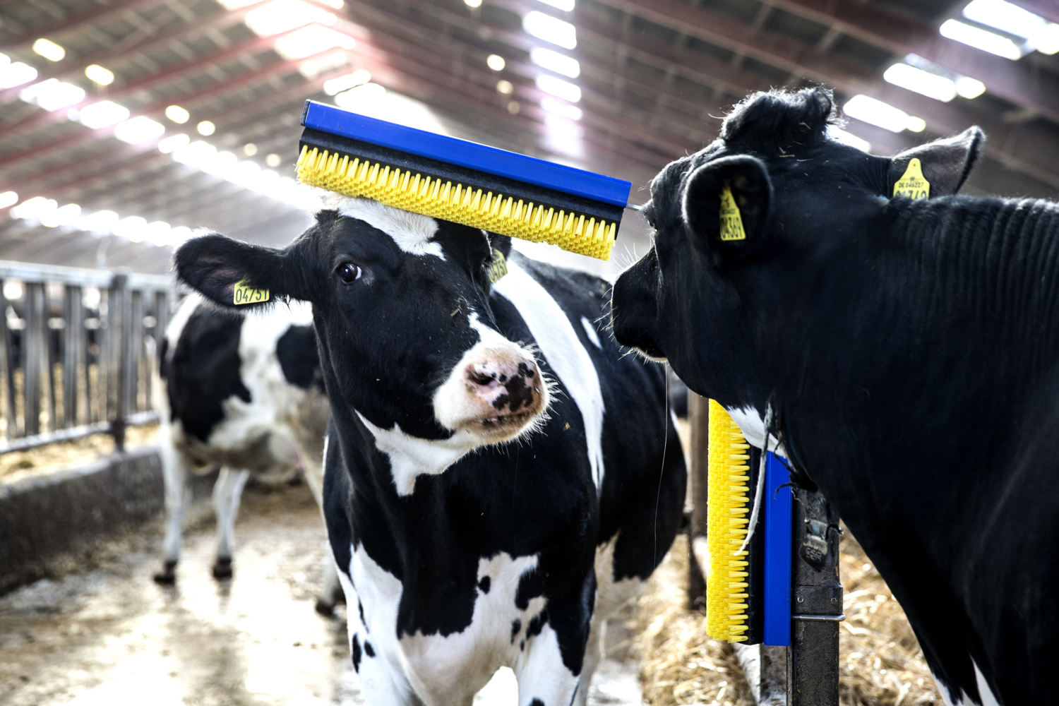 vacas em compost barn se cocando bem-estar animal