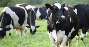 vacas holandesas pastando