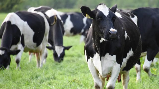vacas holandesas pastando vacas holandesas pastando
