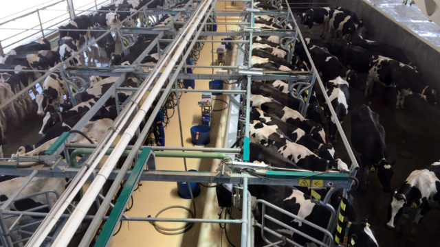 vacas sendo ordenhadas barracao ordenhadeira vacas sendo ordenhadas barracao ordenhadeira