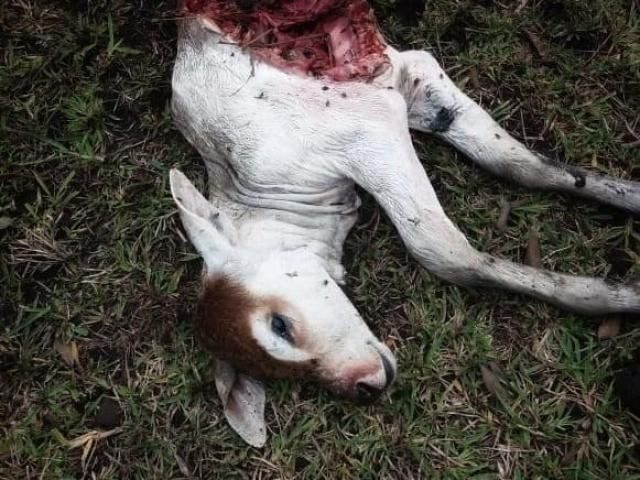 bezerro morto por onça