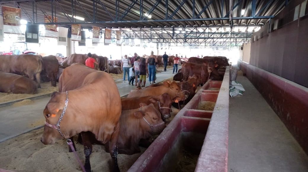 Mostra de animais do Mega Encontro Senepol