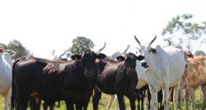 Rebanho da Nova Piratininga está sendo monitorado pela equipe da Semex