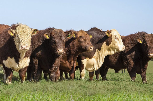 Touros das raças Devon - Angus - Hereford e Braford. Touros das raças Devon - Angus - Hereford e Braford.