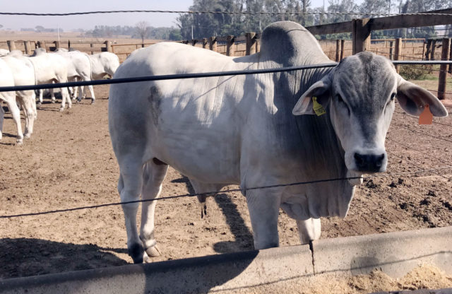 beefday-2018-boi-777 beefday-2018-boi-777