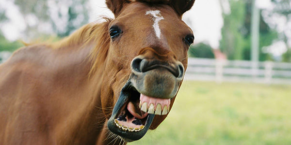 cavalo sorrindo